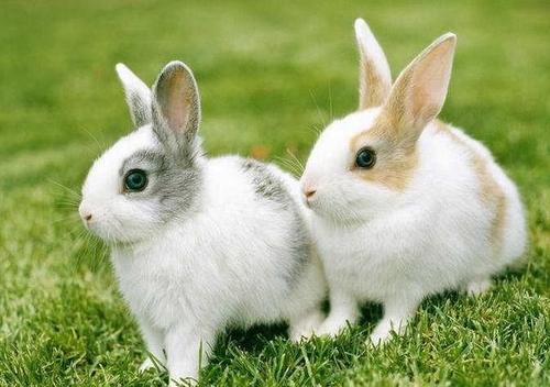 十二生肖爱情配对：属兔的和什么属相最配？