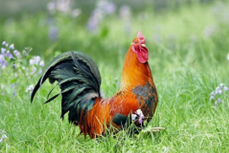 十二生肖爱情配对：属鸡的和什么属相最配？